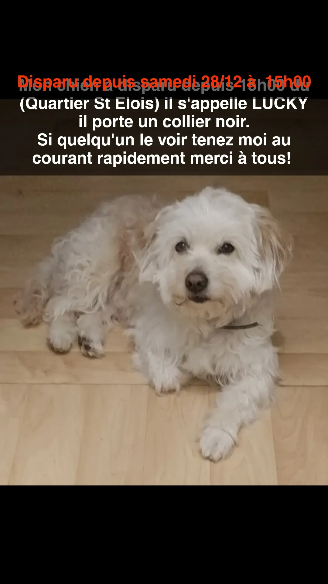 Chien Perdu 86 Vienne Poitiers - Lucky