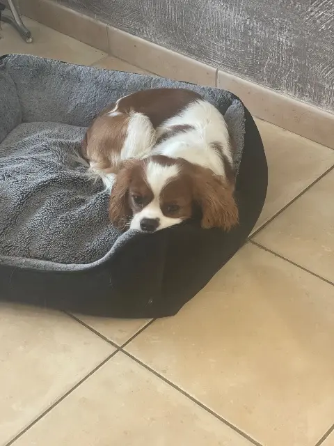 chien lost   86340 Roches-Prémarie-Andillé Valto