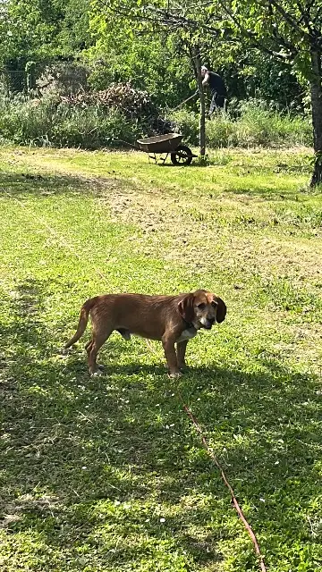 chien lost   86380 Saint-Martin-la-Pallu Prisco