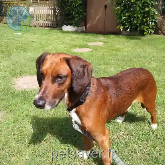 Chien Perdu 86 Vienne - Tango-junior Chien Perdu 86 Vienne - Tango-junior