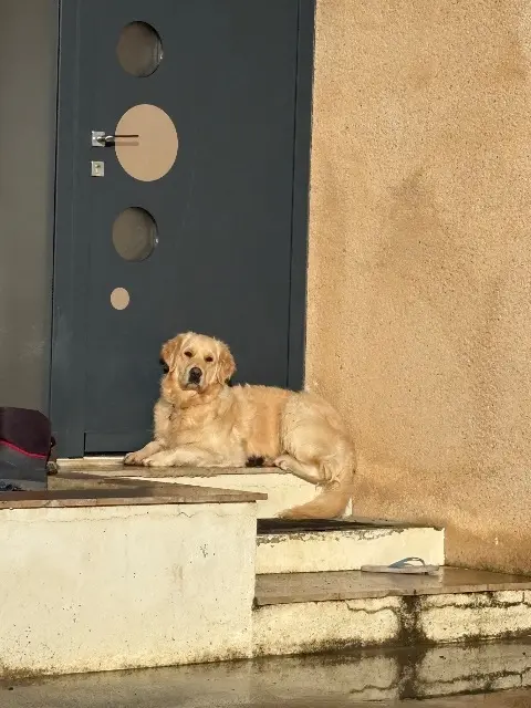 chien lost   86140 Saint-Genest-d'Ambière Udine