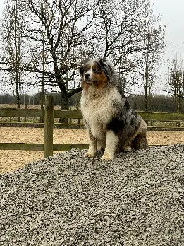 Chien Perdu 86 Vienne - Ulis Chien Perdu 86 Vienne - Ulis
