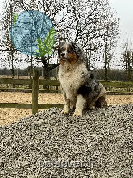 Chien Perdu 86 Vienne - Ulis Chien Perdu 86 Vienne - Ulis