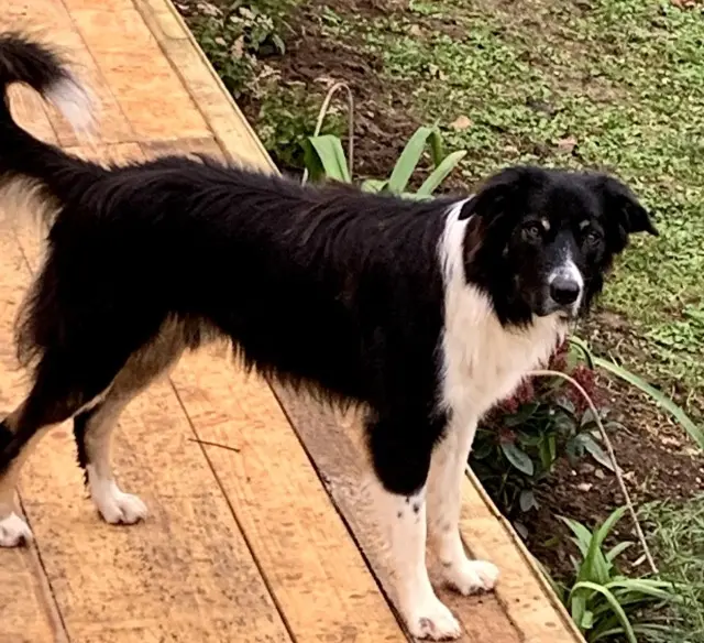 chien lost   86700 Valence-en-Poitou Flash