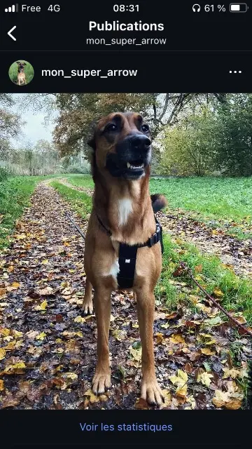 chien lost   87310 Saint-Laurent-sur-Gorre Arrow