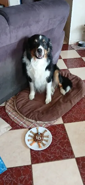 chien lost   87270 Bonnac-la-Côte Balto