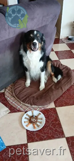 cão perdido 87270 Bonnac-la-Côte Balto cão lost 87270 Bonnac-la-Côte Balto