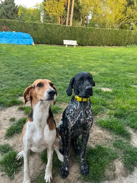 chien perdu 87340 La Jonchère-Saint-Maurice Bella & Volt chien lost 87340 La Jonchère-Saint-Maurice Bella & Volt