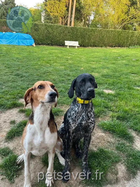 cane perso 87340 La Jonchère-Saint-Maurice Bella & Volt cane lost 87340 La Jonchère-Saint-Maurice Bella & Volt