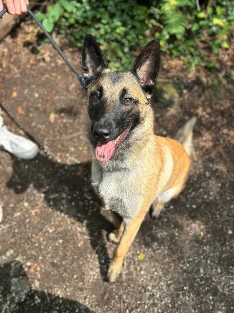 chien lost   87410 Le Palais-sur-Vienne Buck