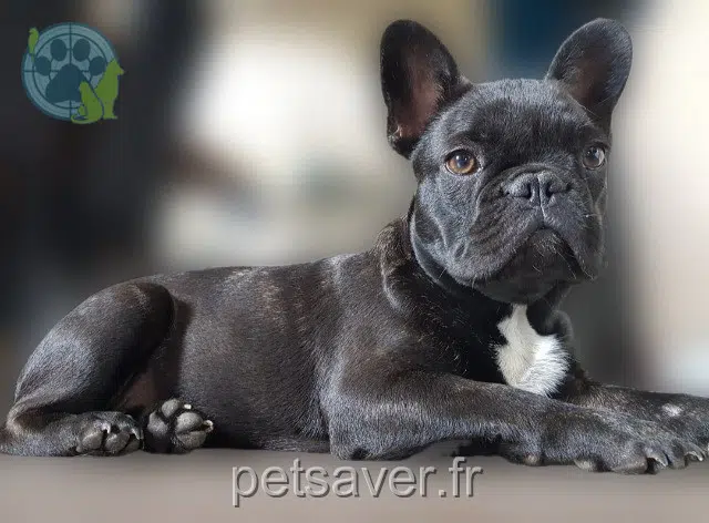 chien lost   87210 Saint-Sornin-la-Marche Butcher