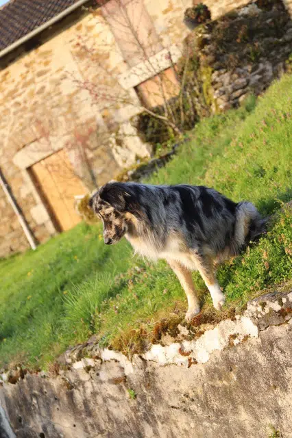 chien lost   87400 Saint-Denis-des-Murs Ficus