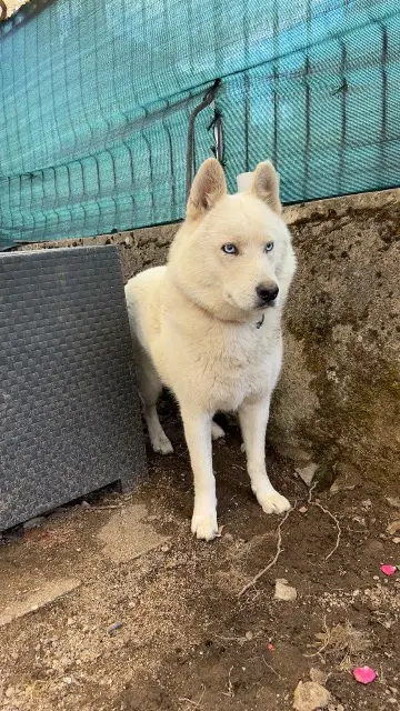 chien lost    Limoges Hikari