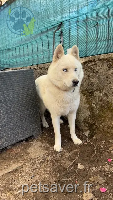 hond vermist Limoges Hikari hond lost Limoges Hikari