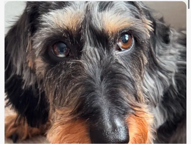 chien lost    Limoges Rox