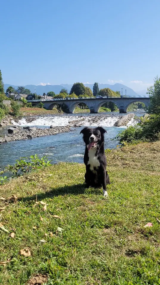 Chien Perdu 87 Haute-Vienne Limoges - Sisco Chien Perdu 87 Haute-Vienne Limoges - Sisco