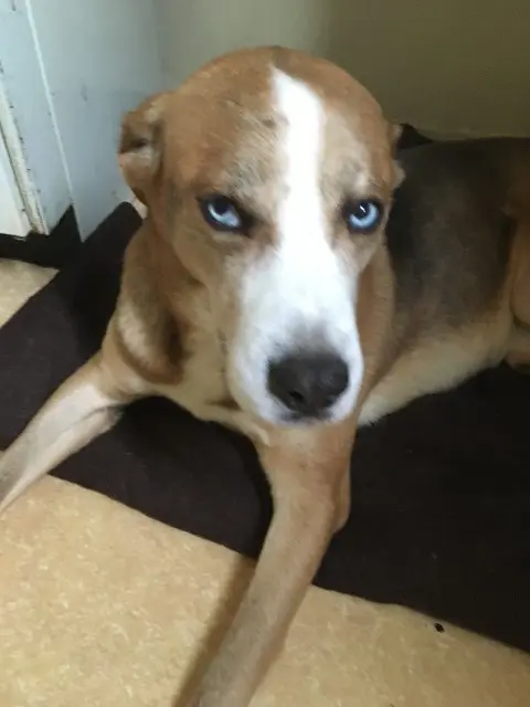 chien lost    Limoges Tao