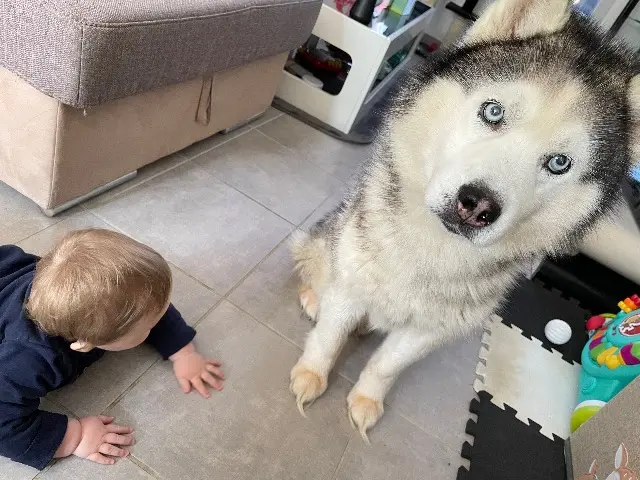 chien lost   87520 Veyrac Max