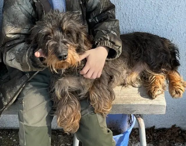chien lost   87370 Saint-Sulpice-Laurière Ossau