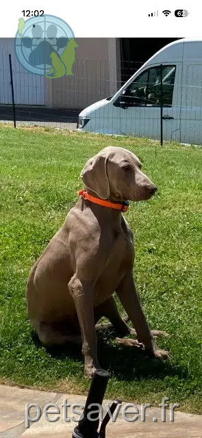 chien lost   87400 La Geneytouse Pacha