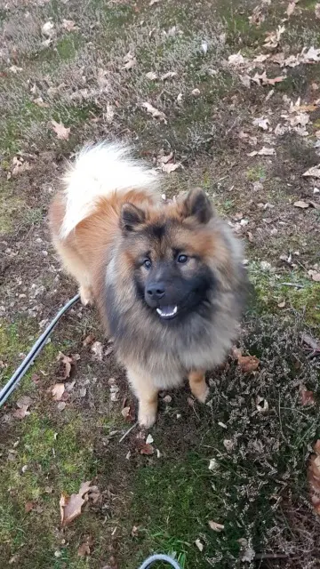 chien lost   87270 Chaptelat Papouille