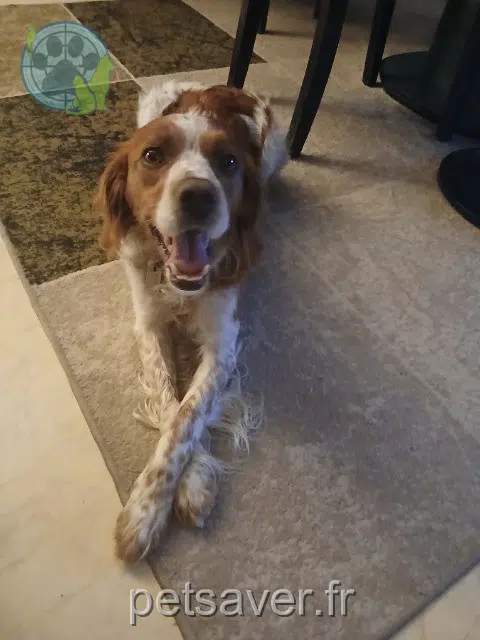 chien lost   87350 Panazol Prince