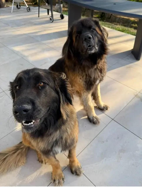 chien lost   87140 Compreignac Ringo