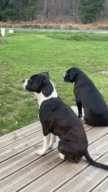 chien lost   87500 Glandon Salto