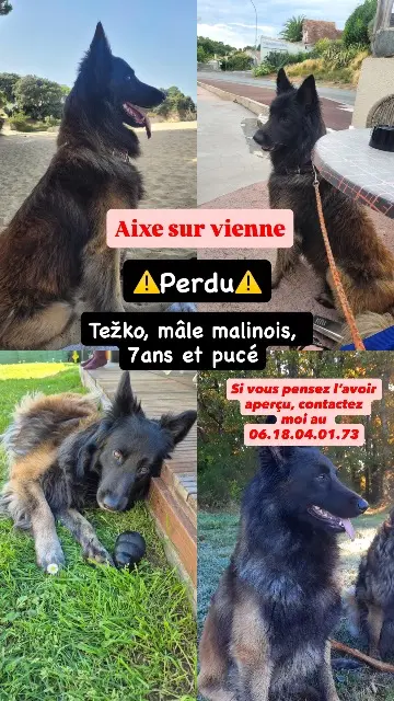 chien lost   87700 Aixe-sur-Vienne Težko