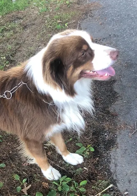 chien lost   87920 Condat-sur-Vienne Ulk