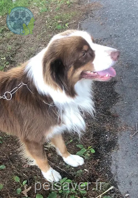 dog lost 87920 Condat-sur-Vienne Ulk dog lost 87920 Condat-sur-Vienne Ulk