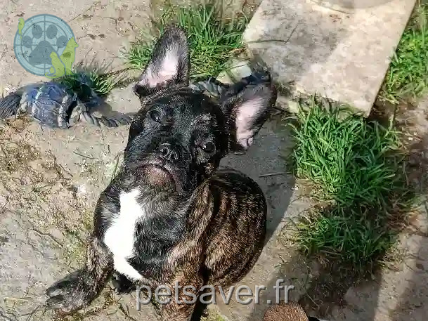 Chien Perdu 87 Haute-Vienne Chien Perdu 87 Haute-Vienne