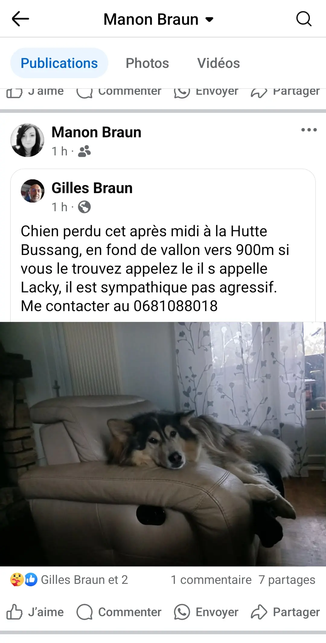 Chien Perdu 88 Vosges Chien Perdu 88 Vosges