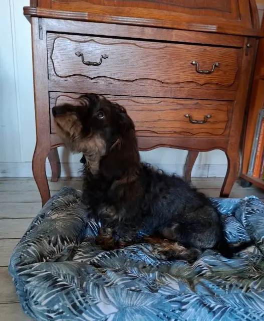 chien lost   88700 Domptail Apache