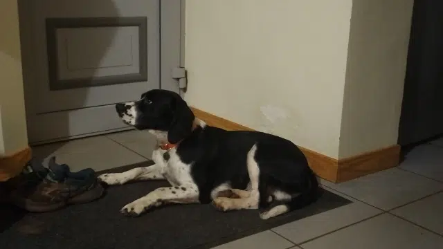 chien lost   88210 Le Saulcy Appy