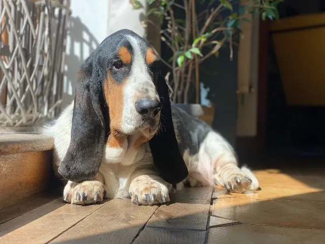 chien lost   88000 Épinal Nestor