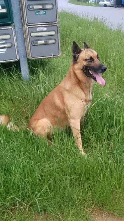 Chien Perdu 88 Vosges - Olympe Chien Perdu 88 Vosges - Olympe
