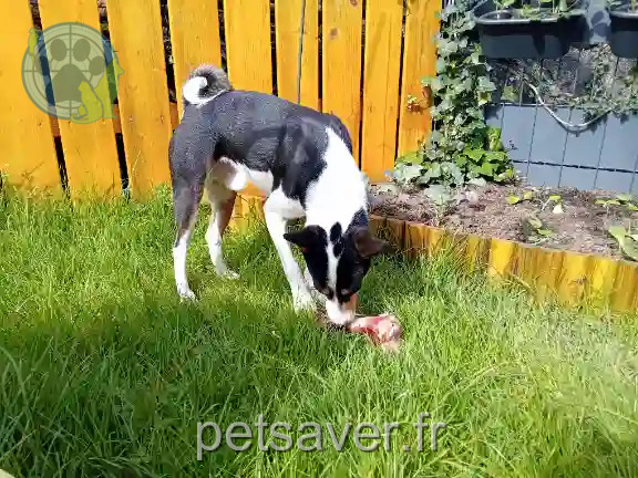 Chien Perdu 88 Vosges Chien Perdu 88 Vosges