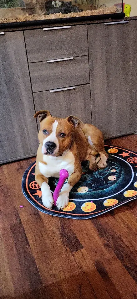 Chien Perdu 89 Yonne - 2pac Chien Perdu 89 Yonne - 2pac