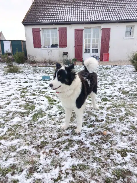 chien lost   89400 Migennes Alto