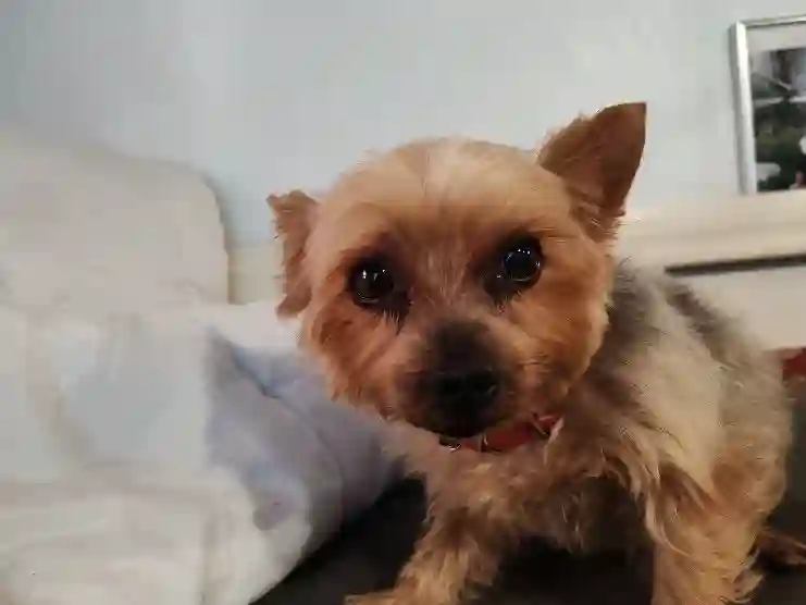 Chien Perdu 89 Yonne - Arthur Chien Perdu 89 Yonne - Arthur