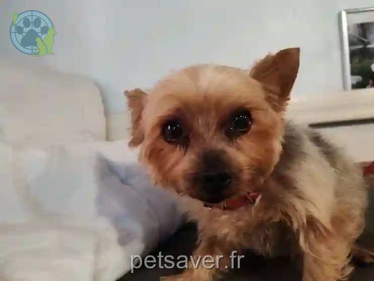 Chien Perdu 89 Yonne - Arthur Chien Perdu 89 Yonne - Arthur