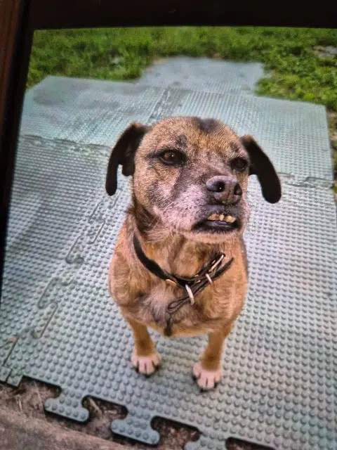 chien lost   89570 Turny Hasko