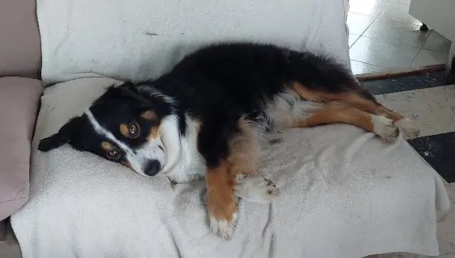 chien lost   89100 Nailly Jive