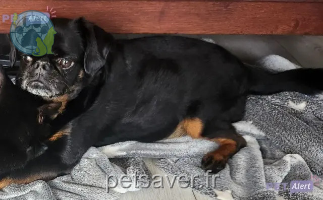 dog lost 89270 Arcy-sur-Cure Natcho dog lost 89270 Arcy-sur-Cure Natcho