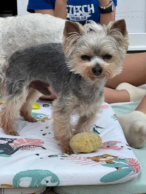 chien lost   89210 Bellechaume Pumba