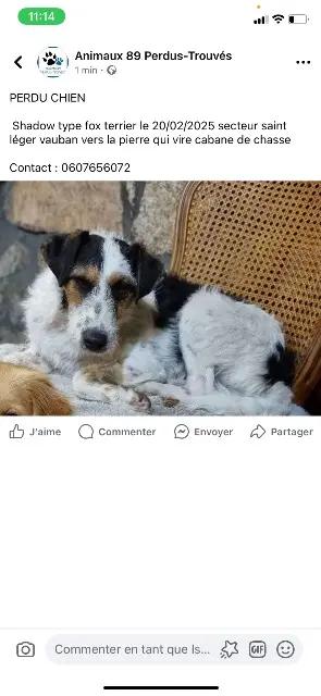 chien lost   89230 Villeneuve-Saint-Salves Shadow