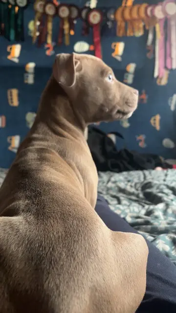 chien lost   89220 Saint-Privé Tyson