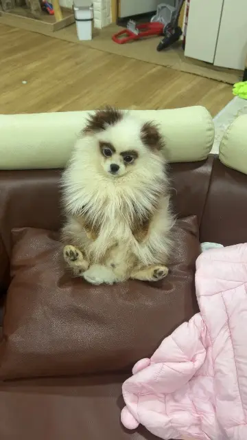 chien lost   90000 Belfort Guess