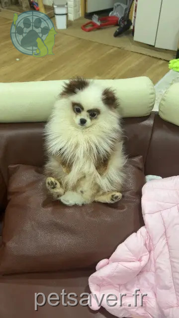 dog lost 90000 Belfort Guess dog lost 90000 Belfort Guess